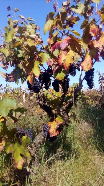 La vendemmia approda in città 