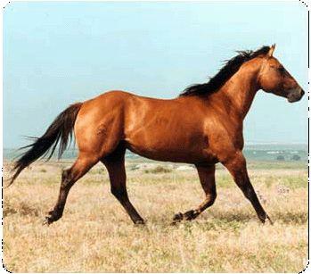 Cavallo