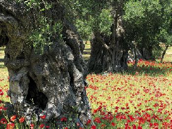 albero secolare